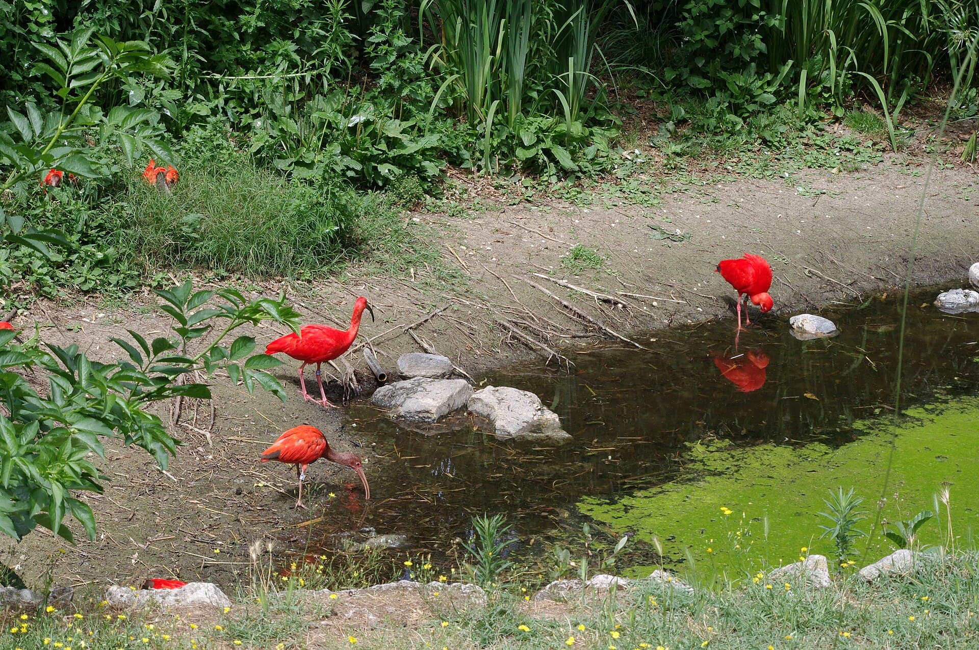 Ibis rouges au bord d'un bassin au Zoo de La Palmyre